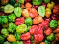 25 Graines de Piments Africain - legumes frais BIO